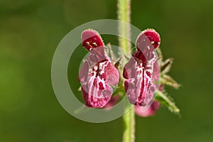 Flowers Stachys selvatika closeup.