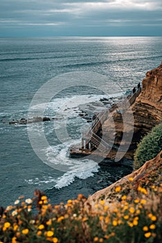 Flowers and staircase at Sunset Cliffs Natural Park, in Point Loma, San Diego, California