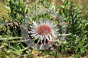 Flowers of Stemless Carline Thistle