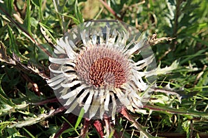 Flowers of Stemless Carline Thistle