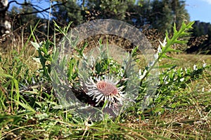 Flowers of Stemless Carline Thistle