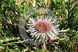 Flowers of Stemless Carline Thistle