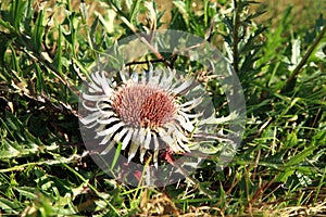 Flowers of Stemless Carline Thistle