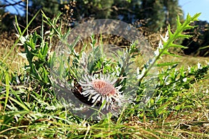 Flowers of Stemless Carline Thistle