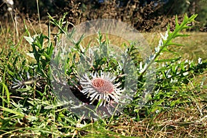 Flores de cardo 