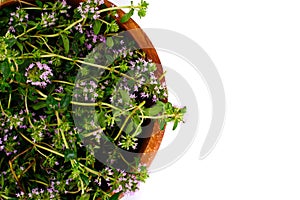 Flowers and Stems of Thyme