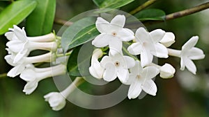 The flowers of Stephanotis Floribunda