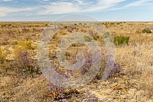 Flowers in the steppe, beautiful landscape of Kazakhstan