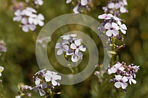 Flowers of the stonecress Aethionema grandiflorum