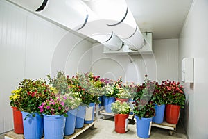 Flowers in storage