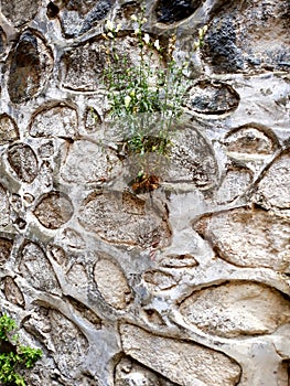 Flowers in the stoune