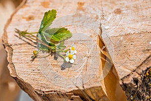 flowers and strawberries on an old wooden log.