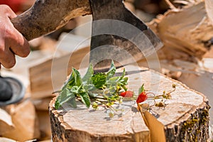 flowers and strawberries on an old wooden log.