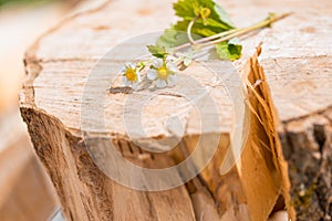 flowers and strawberries on an old wooden log.