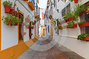 Flowers on street Cordoba, Andalusia, Spain