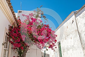 Flowers on street, Faro Portugal