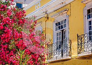Flowers on street, Faro, Portugal