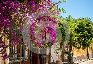 Flowers on street, Faro, Portugal