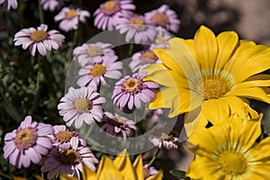 flowers in a street market in the town of southern Spain