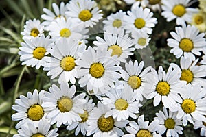 Flowers in a street market in the town of southern Spain