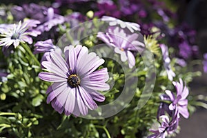 Flowers in a street market in the town of southern Spain