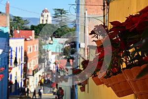 Flowers in the streets of Atlixco Pueblo Magico