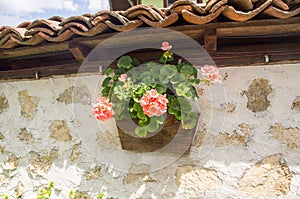 Flowers on the streets of Lovech, Bulgaria