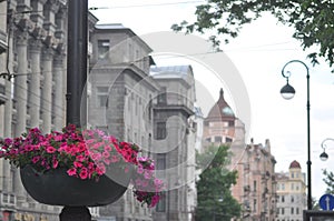 Flowers on the streets of St. Petersburg Russia