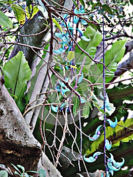 Flowers of Strongylodon macrobotrys or Jade vine.