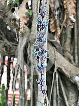 Flowers of Strongylodon macrobotrys or Jade vine.