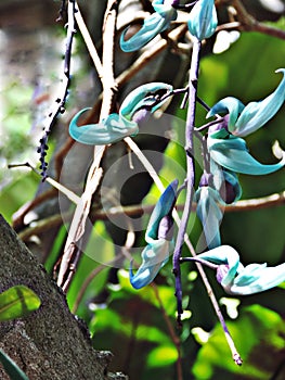 Flowers of Strongylodon macrobotrys or Jade vine.