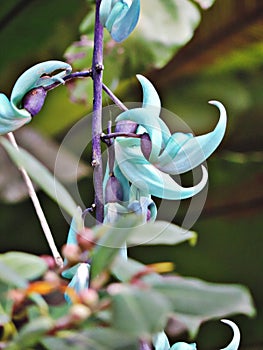 Flowers of Strongylodon macrobotrys or Jade vine.