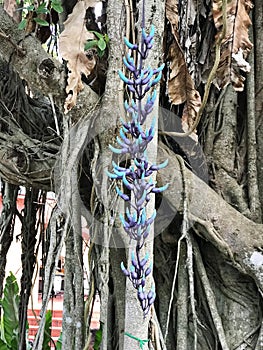 Flowers of Strongylodon macrobotrys or Jade vine. photo