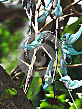 Flowers of Strongylodon macrobotrys or Jade vine. photo