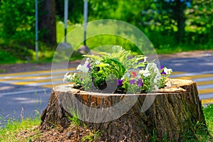 Flowers in a stump, simple outdoor decision