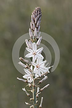 Flowers of a summer asphodel photo