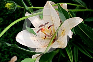 Flowers on a summer day. Immediately after the rain.