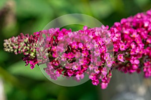 Flowers of a summer lilac Buddleja davidii
