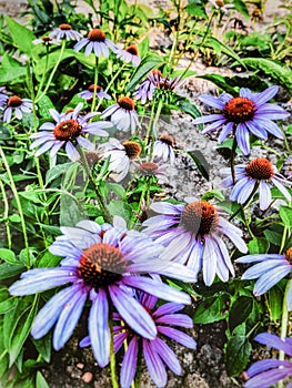 Flowers summer lilas