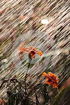 Flowers during a summer rain