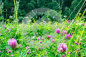 Flowers summer South field