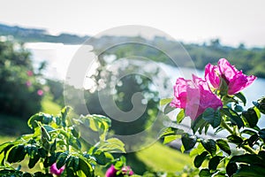 Flowers summer South field photo