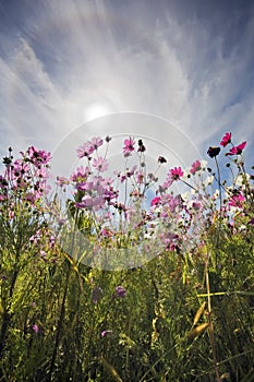 Flowers into Sun