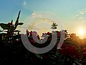 Flowers and sun photo