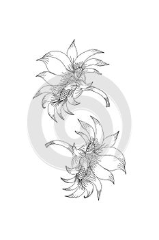 flowers, sun plower line expand icon on white background