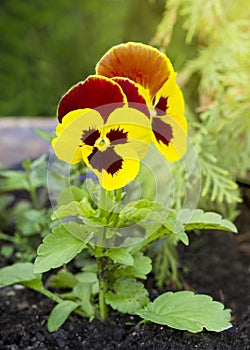 Flowers in sun rays