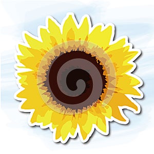 Flowers, sunflower