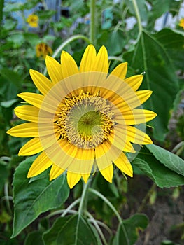 Flowers, sunflower