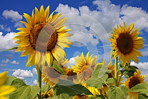 Flowers of a sunflower on a plantation