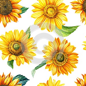 Flowers sunflowers on a white background, hand-drawn. Watercolor illustration. Floral design Seamless pattern.